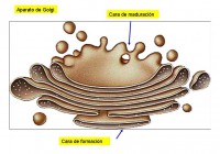 /album/celulas/reticulo-endoplasmatico-liso-jpg/